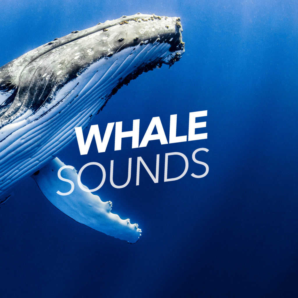 Музыка звук китов. Звуки китов. Синий кит звуки. Sounds of Whales. Вода буря киты.