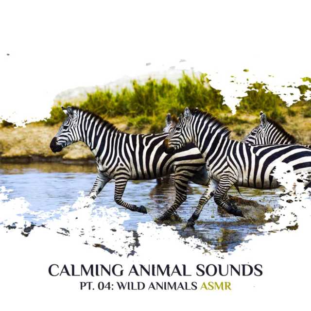 Calming Animal Sounds, Pt. 04 (Wild Animals ASMR, Calm Jungle at Night,  Natural Sounds of Village Animals, Savanna Nightlife, Wellness Spa &  Trouble Sleeping Music, Mind Relaxation ASMR) by Sleeping Music Zone |