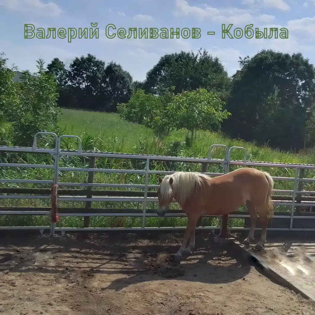 девочка на лошади. девушка на коне. лошадь слушает музыку. кобыла слушать. кобыла слушать.