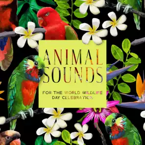 Animal Sounds for the World Wildlife Day Celebration - Exotic Jungle  Ambient, Wild Animals, Bird Song, Energizing Mood, Deep Connection with  Nature, Liberating, Sense of Freedom by Stress-Free Zone | Play on