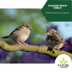 Pleasant Beech Forest - 2020 Nature Music Collection